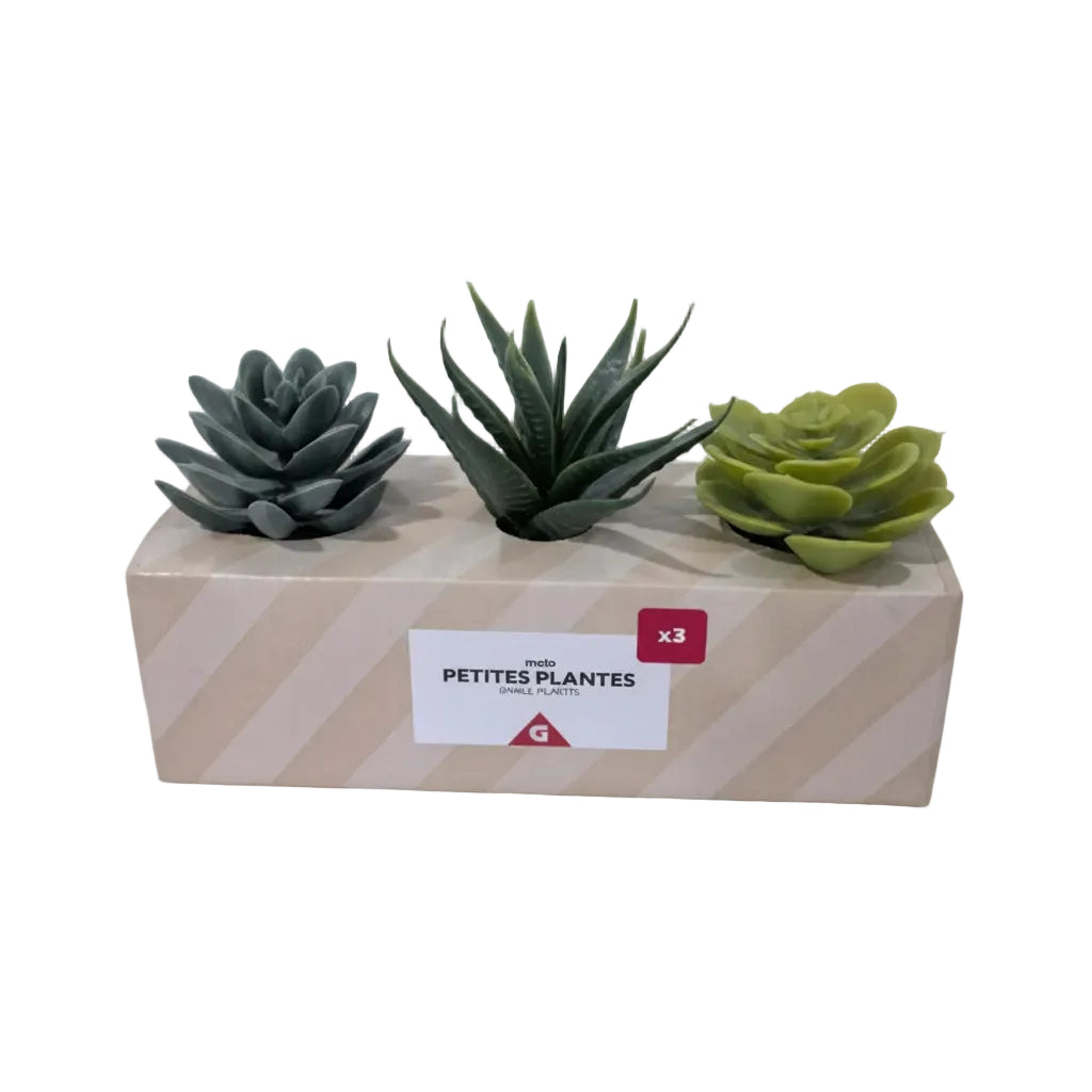 Mini Set Plantes Succulentes 3 pcs