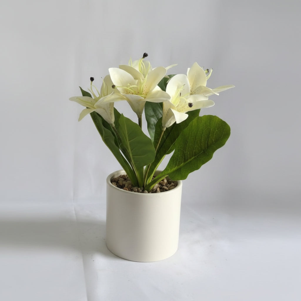 White Flower Plant – White Pot