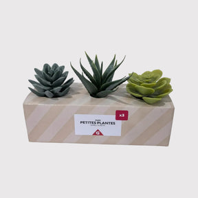 Mini Set Plantes Succulentes 3 pcs