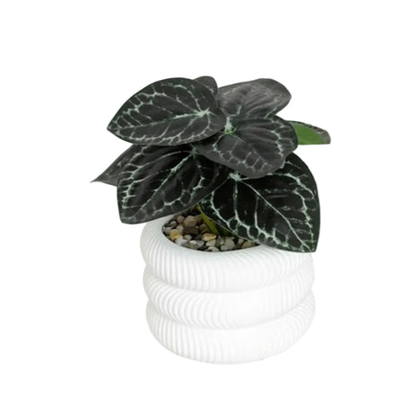 Vein Leaf Plant – White Ribbed Pot
