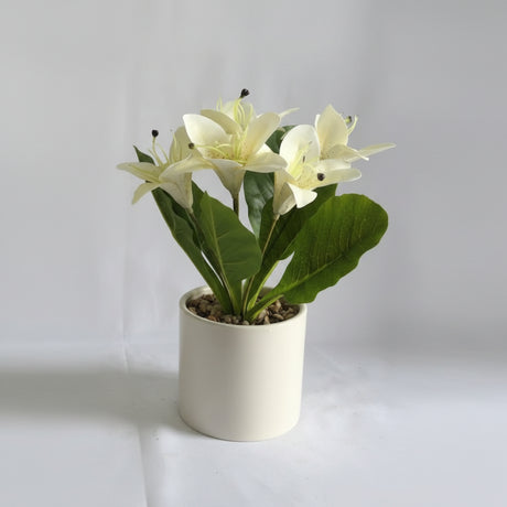 White Flower Plant – White Pot