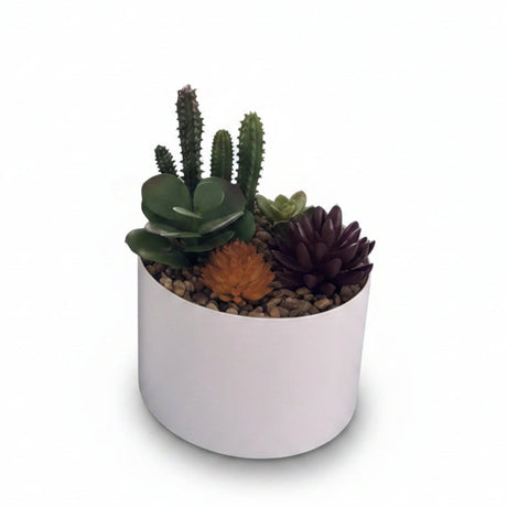 Succulente Mixte – Pot Blanc