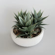 Spiky Succulent – White Bowl Pot