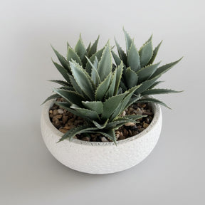 Spiky Succulent – White Bowl Pot